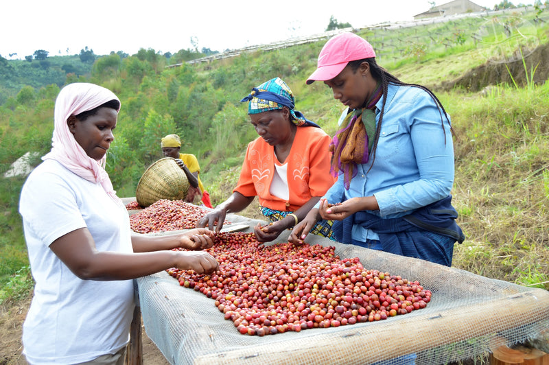 Burundi Ngozi Turihamwe Mparamirundi  - 30044 - GrainPro Bags - SPOT RCWHSE