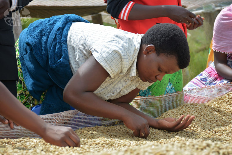Burundi Ngozi Turihamwe Mparamirundi  - 30045 - GrainPro Bags - SPOT RCWHSE