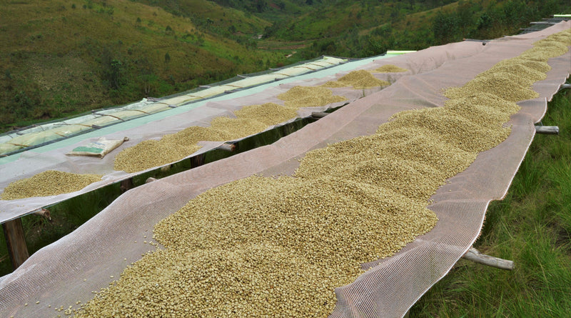 Burundi Ngozi Turihamwe Mparamirundi  - 30044 - GrainPro Bags - SPOT RCWHSE