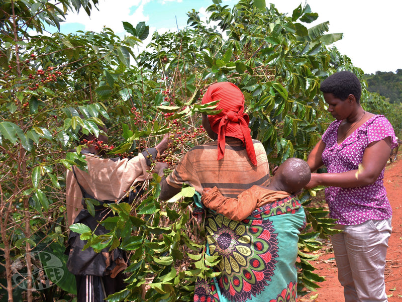 Burundi Ubuto-Karuzi Washed - *51652* - 25645 - GrainPro Bags - SPOT SEAFORTH