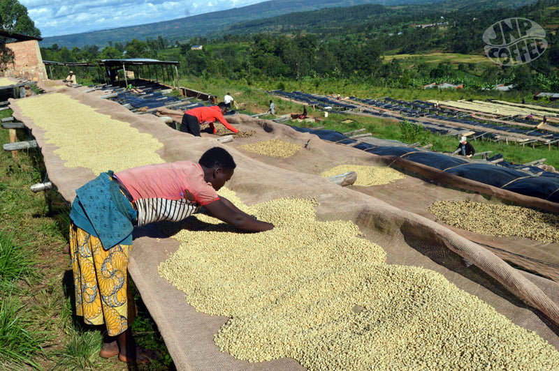 Burundi Ubuto-Karuzi Washed - *51652* - 25645 - GrainPro Bags - SPOT COSEATAC