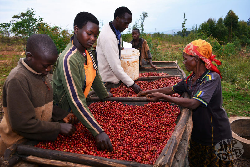 Burundi Ubuto-Karuzi Washed - 29712 - GrainPro Bags - SPOT RCWHSE