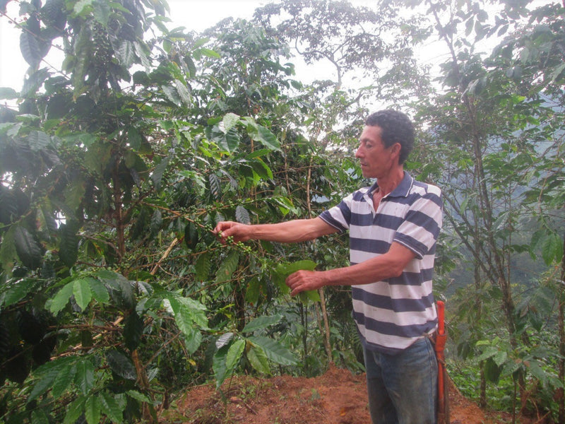 COLOMBIA FT-FLO ORGANIC SIERRA NEVADA COOCAFE - *51672* - 24470 - 70.1 kg Bags - SPOT RCWHSE