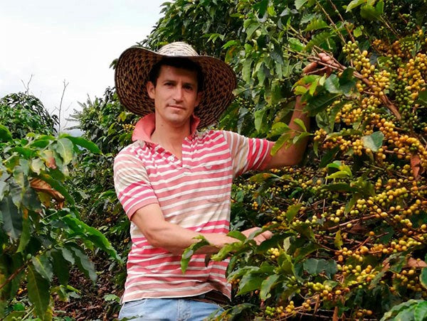 COLOMBIA FT-FLO ORGANIC TOLIMA ASPRASAR - *51410* - 25039 - 70.5 kg GrainPro Bags - SPOT RCWHSE