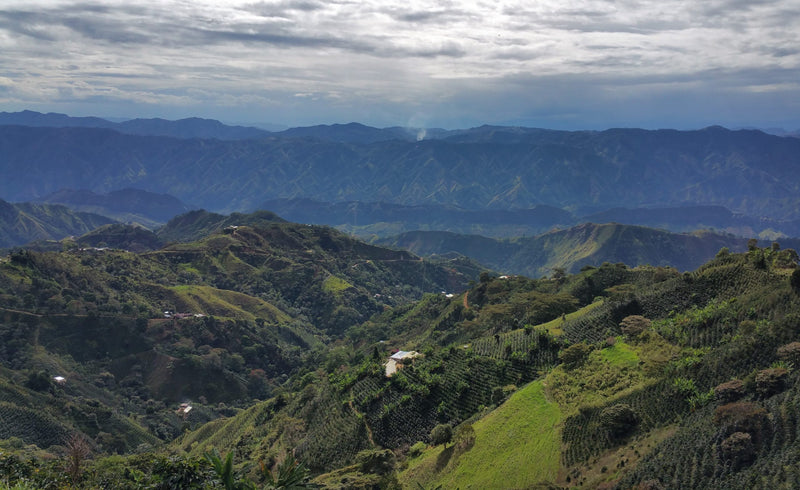 COLOMBIA FT-FLO ORGANIC TOLIMA ASPRASAR - 31646-2 - GrainPro Bags - SPOT COSEATAC