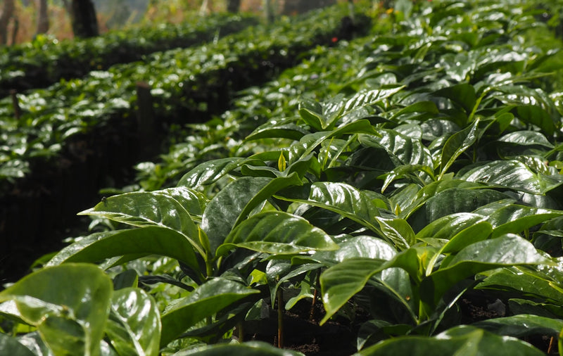 COLOMBIA FT-FLO/USA ORGANIC TOLIMA EL VOLCAN - *51676* - 25633 - GrainPro Bags - SPOT RCWHSE