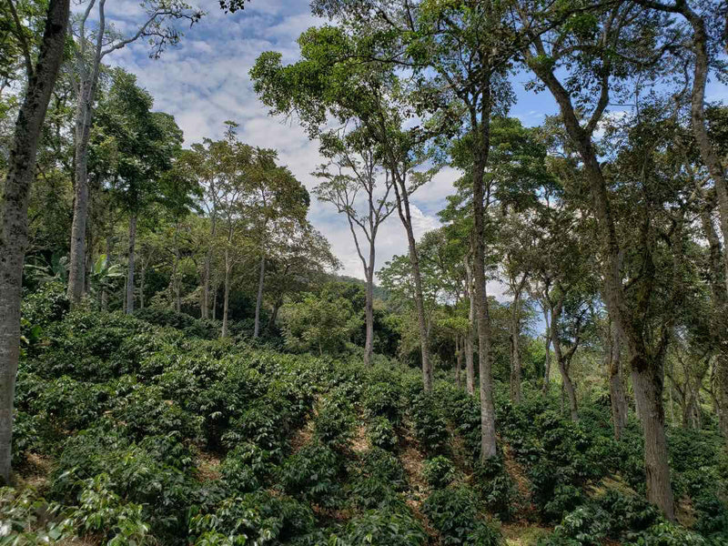 COLOMBIA FT-FLO/USA ORGANIC TOLIMA PALMASAN - *49777* - 25045 - 70.0 kg GrainPro Bags - SPOT RCWHSE
