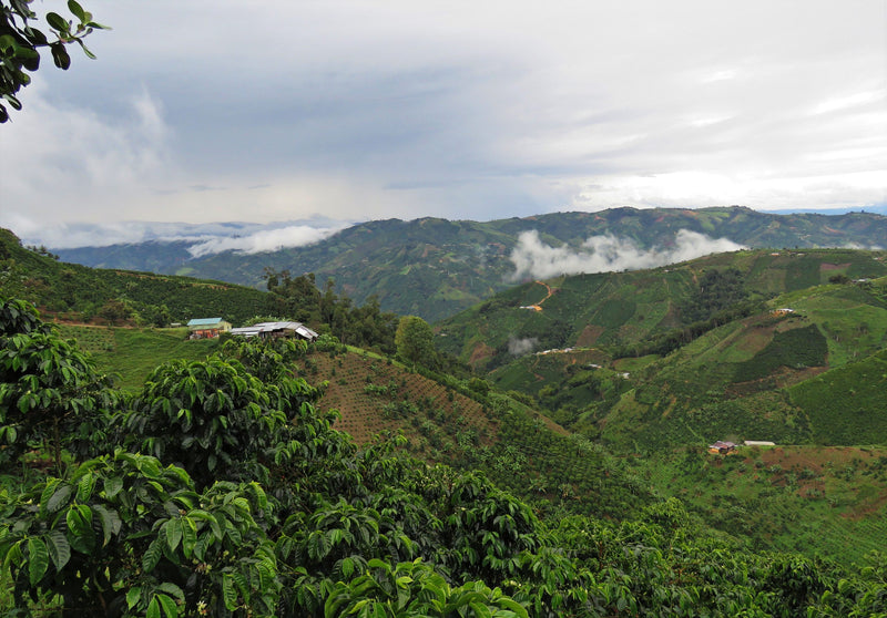 Colombia Huila Acevedo AA - 29616 - 70.0 kg GrainPro Bags - SPOT RCWHSE