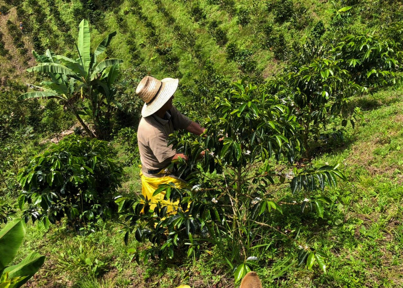 Colombia Huila Chiroso Washed - 30686 - 70.1 kg GrainPro Bags - SPOT RCWHSE