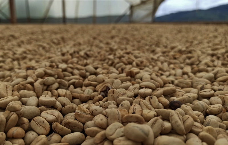 Colombia Huila Chiroso Washed - 30686 - 70.1 kg GrainPro Bags - SPOT SHANGHAI