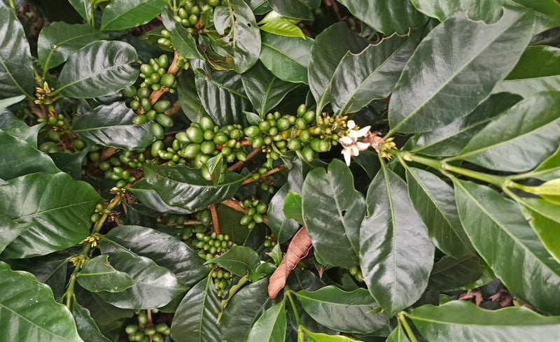 Colombia Huila Chiroso Double Fermentation - 40776 - 70.3 kg GrainPro Bags - SPOT SEAFORTH