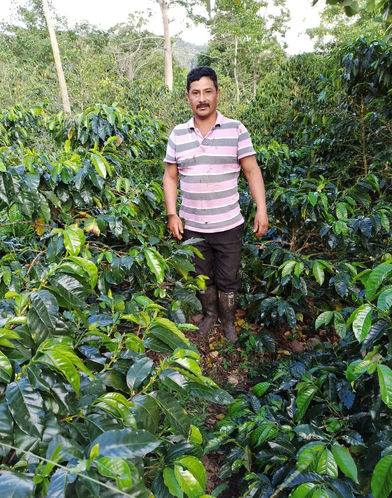 Colombia Huila Lactic Fermentation Caturra - 28814 - 69.9 kg GrainPro Bags - SPOT RCWHSE