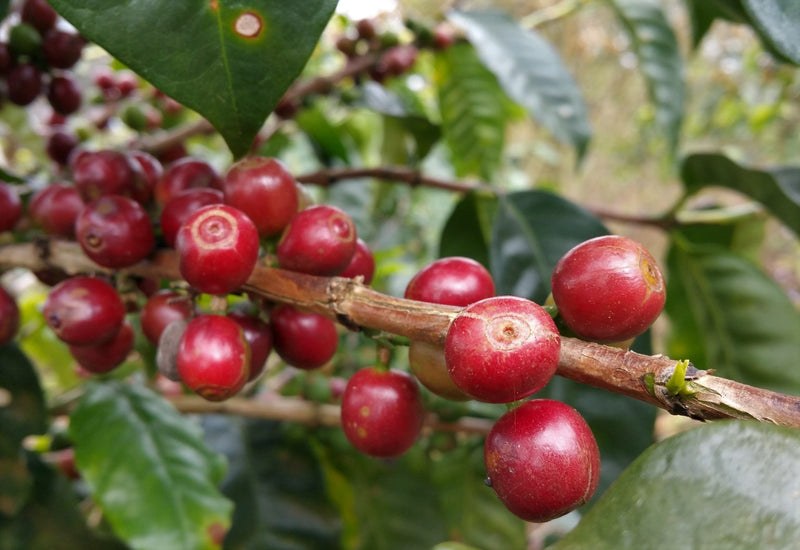 Ethiopia Sidamo 3 Natural Shantewene - *52446* - 27211 - GrainPro Bags - SPOT RCWHSE