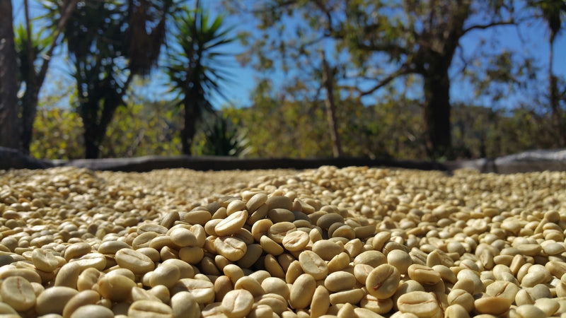 Colombia Huila Lactic Fermentation Caturra - 28814 - 69.9 kg GrainPro Bags - SPOT RCWHSE