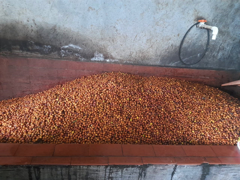 Colombia Huila Las Palmeras Anaerobic Natural - 29577 - 35.0 kg Box/Vacuum Pack - SPOT SHANGHAI