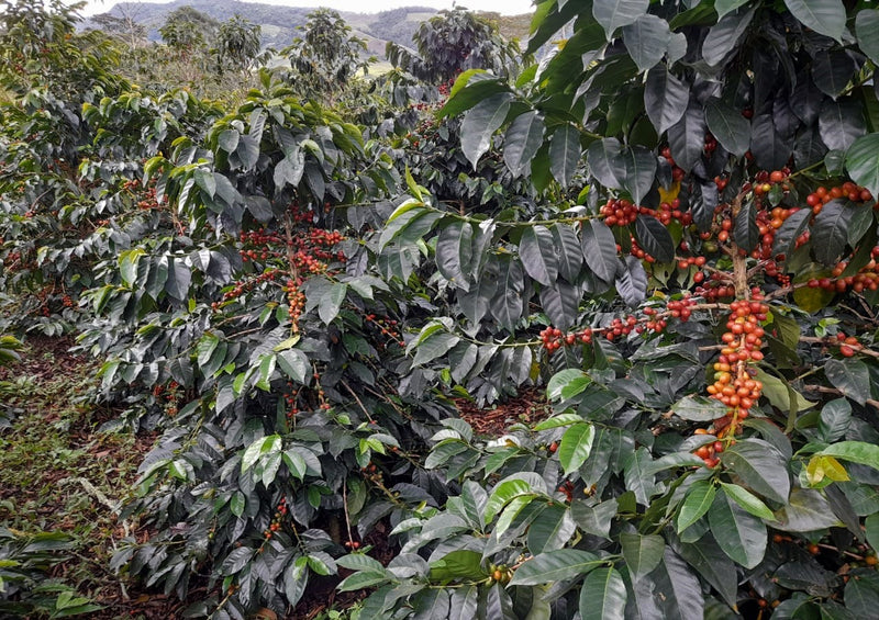 Colombia Huila Las Palmeras Anaerobic Natural - 29577 - 35.0 kg Box/Vacuum Pack - SPOT SHANGHAI