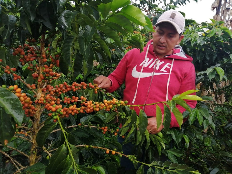 Colombia Huila Los Cedros Anaerobic Panela Natural Pink Bourbon - 29576 - 35.0 kg Box/Vacuum Pack - SPOT SHANGHAI