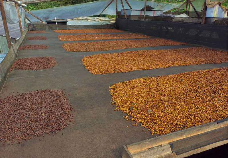 Colombia Huila Los Cedros Anaerobic Panela Natural Pink Bourbon - 29576 - 35.0 kg Box/Vacuum Pack - SPOT SHANGHAI