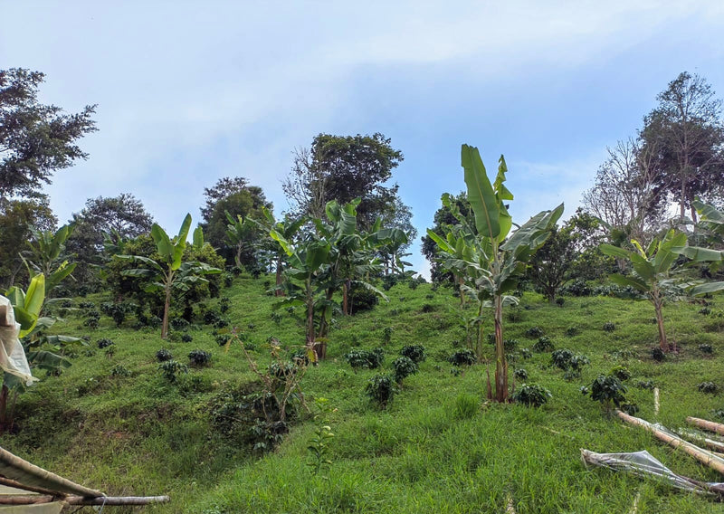 Colombia Huila Los Cedros Anaerobic Panela Natural Pink Bourbon - 29576 - 35.0 kg Box/Vacuum Pack - SPOT SHANGHAI