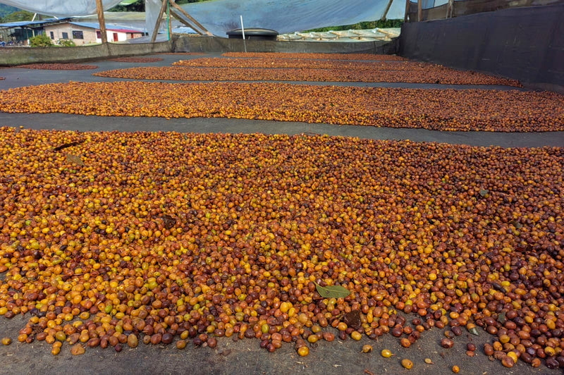 Colombia Huila Los Cedros Anaerobic Panela Natural Pink Bourbon - 29576 - 35.0 kg Box/Vacuum Pack - SPOT SHANGHAI