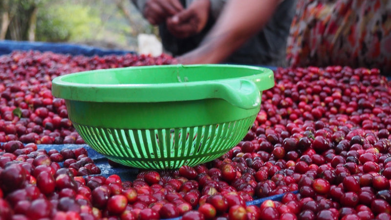Crown Jewel Colombia Washed Java Huila - 35997-1 - SPOT RCWHSE