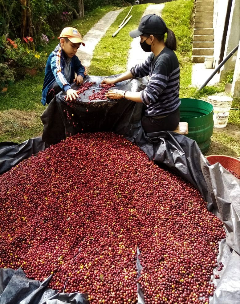 Colombia Narino El Mirador Anaerobic Honey - 29578 - 35.0 kg Box/Vacuum Pack - SPOT SHANGHAI