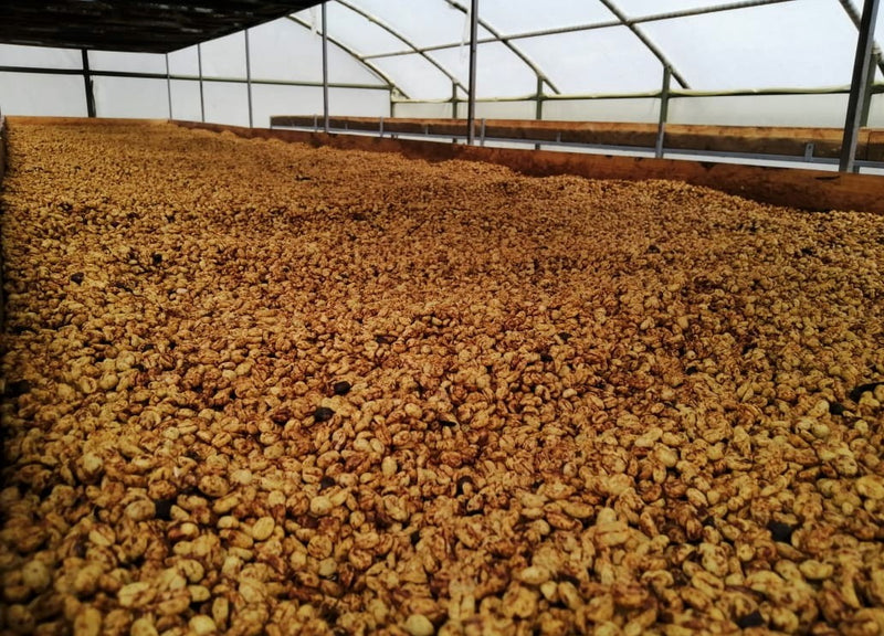 Colombia Narino El Mirador Anaerobic Honey - 29578 - 35.0 kg Box/Vacuum Pack - SPOT SHANGHAI