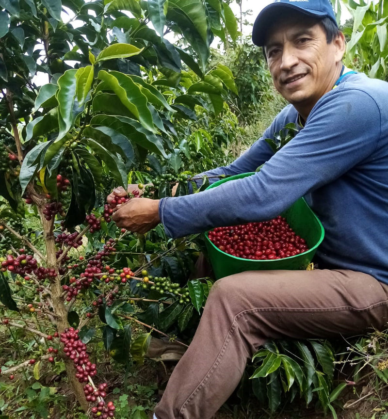 Colombia Narino La Cruz Anaerobic Washed - 29575 - 35.0 kg GrainPro Bags - SPOT SHANGHAI