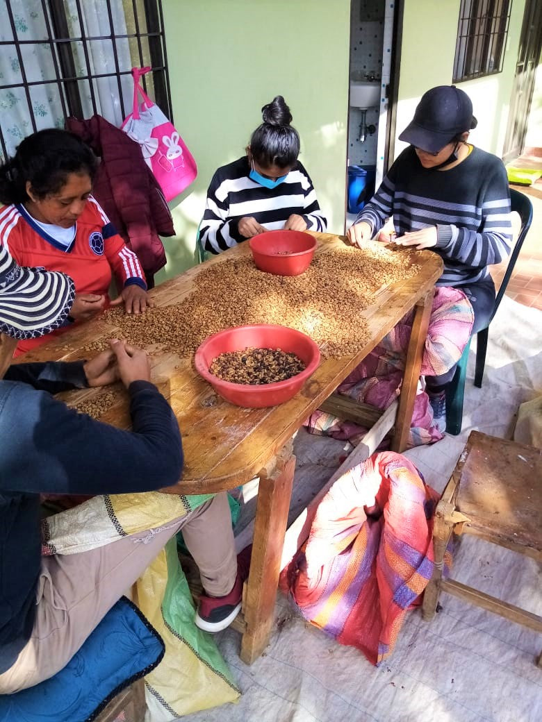 Colombia Narino La Cruz Anaerobic Washed - 29575 - 35.0 kg GrainPro Bags - SPOT SHANGHAI