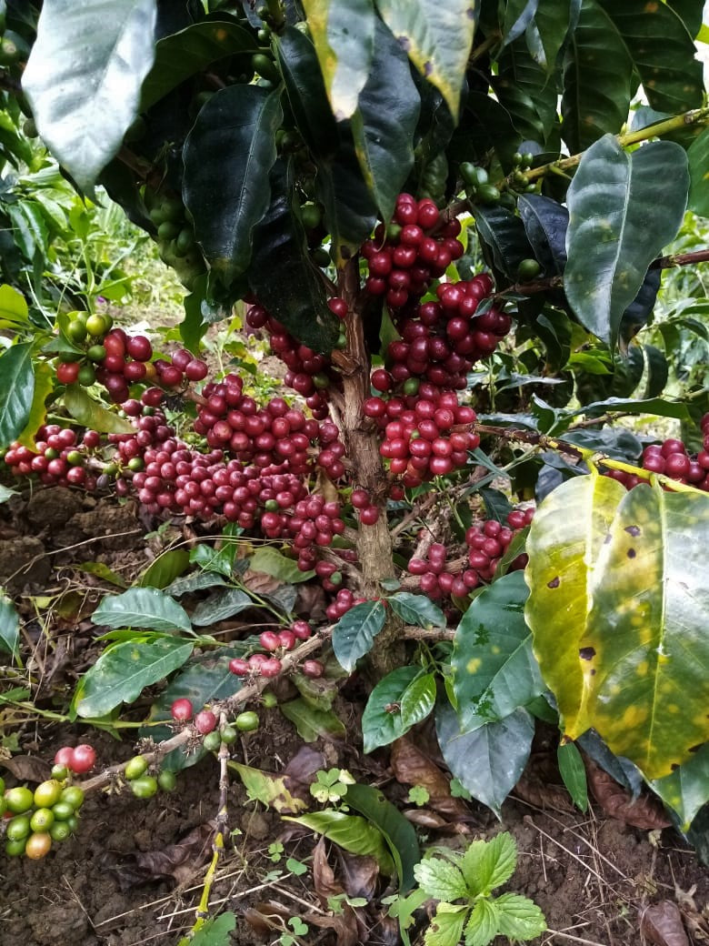 Colombia Narino La Cruz Anaerobic Washed - 29575 - 35.0 kg GrainPro Bags - SPOT SHANGHAI