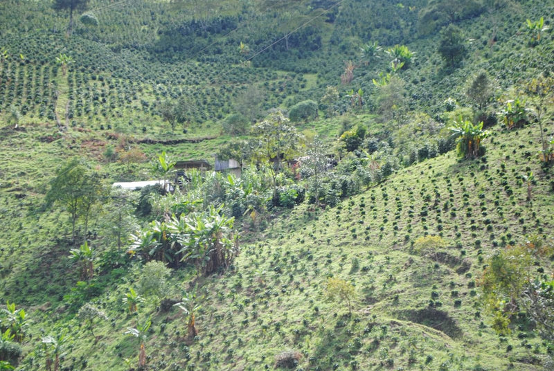 DECAF COLOMBIA FT-FLO ORGANIC SWISS WATER PROCESS - 32497 - SPOT SEAFORTH