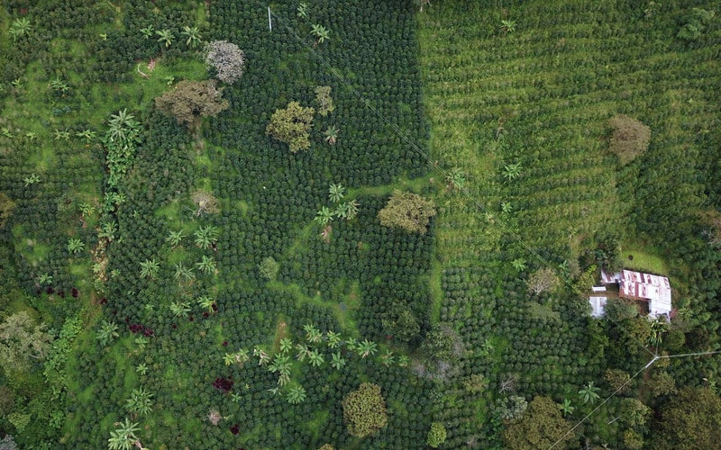 COLOMBIA ORGANIC TOLIMA ASEPROPAZ - 35055-1 - 69.8 kg Ecotact Bags - SPOT COSEATAC