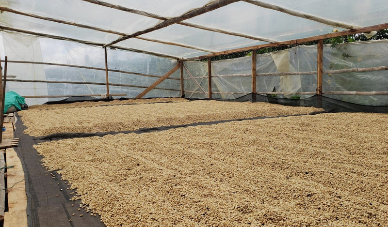 COLOMBIA ORGANIC HUILA ISNOS - 38675-1 - 69.9 kg GrainPro Bags - SPOT COSEATAC