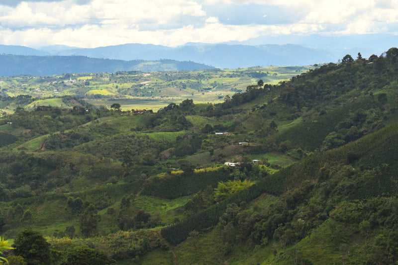 COLOMBIA ORGANIC HUILA ISNOS - 38675-1 - 69.9 kg GrainPro Bags - SPOT COSEATAC