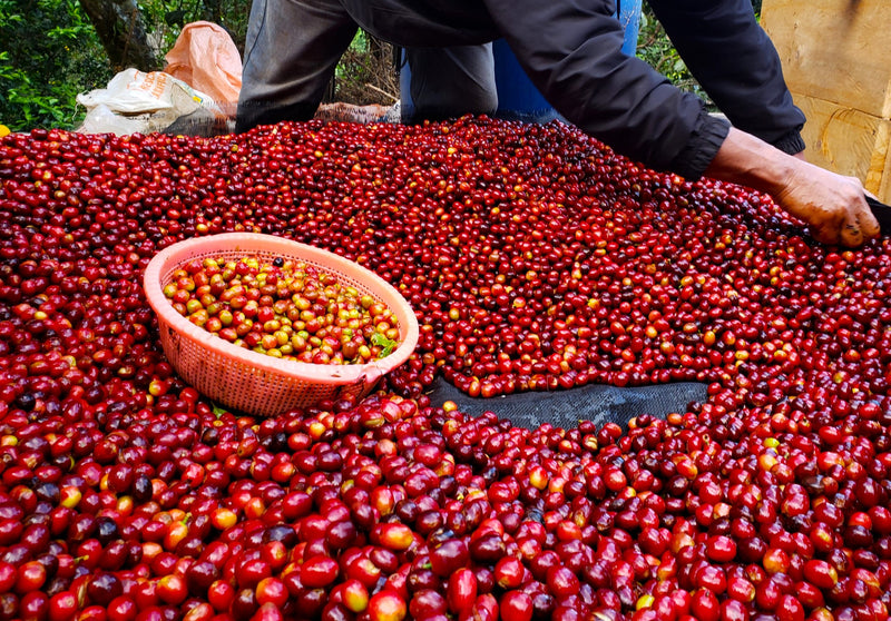 COLOMBIA ORGANIC TOLIMA MULTICOOP - 34590-1 - 70.0 kg GrainPro Bags - SPOT DUPUYHOU