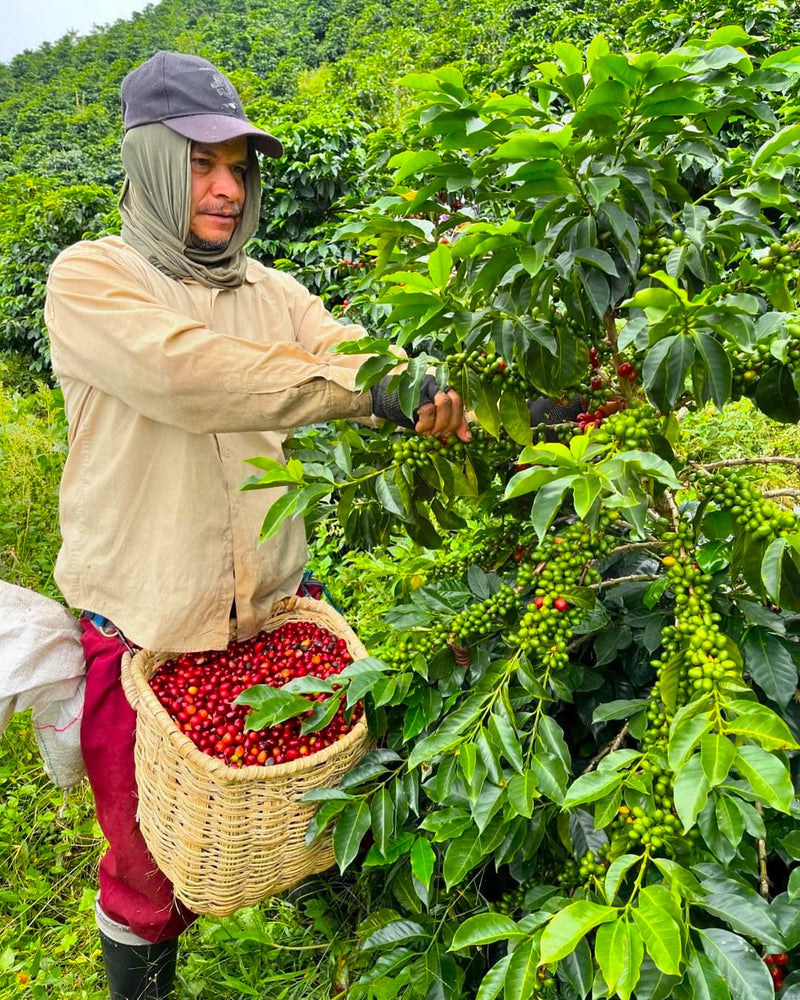 COLOMBIA ORGANIC HUILA PITALITO - 33465 - 70.0 kg GrainPro Bags - SPOT RCWHSE