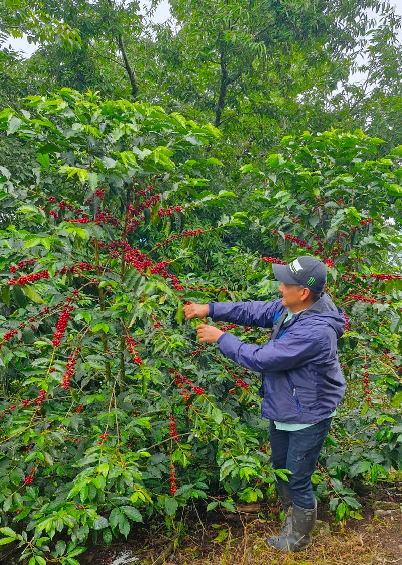 COLOMBIA ORGANIC HUILA PITALITO - 33465 - 70.0 kg GrainPro Bags - SPOT RCWHSE