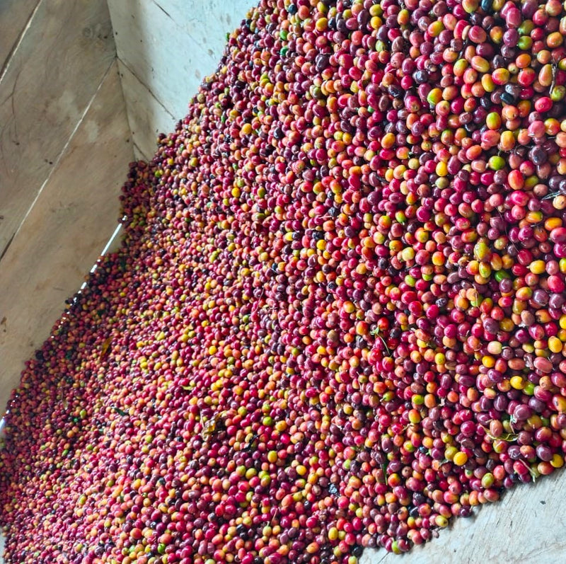 COLOMBIA ORGANIC HUILA PITALITO - 33465 - 70.0 kg GrainPro Bags - SPOT RCWHSE