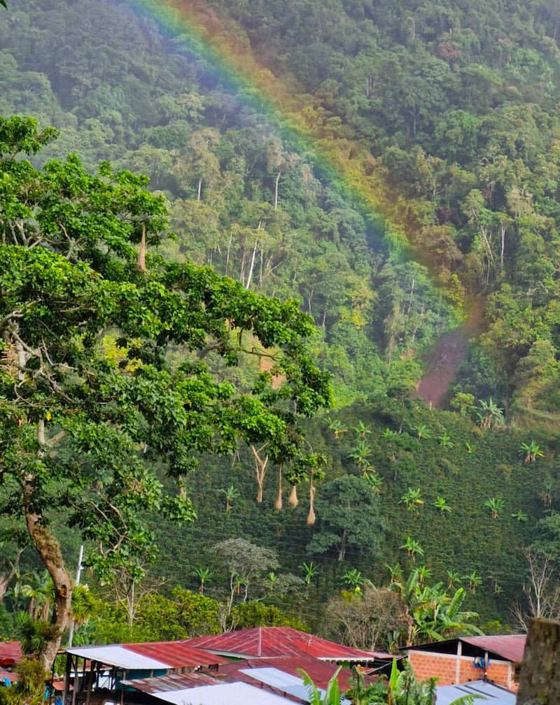 COLOMBIA ORGANIC HUILA PITALITO - 33465 - 70.0 kg GrainPro Bags - SPOT RCWHSE