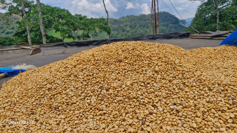 COLOMBIA ORGANIC HUILA PITALITO - 33465 - 70.0 kg GrainPro Bags - SPOT RCWHSE
