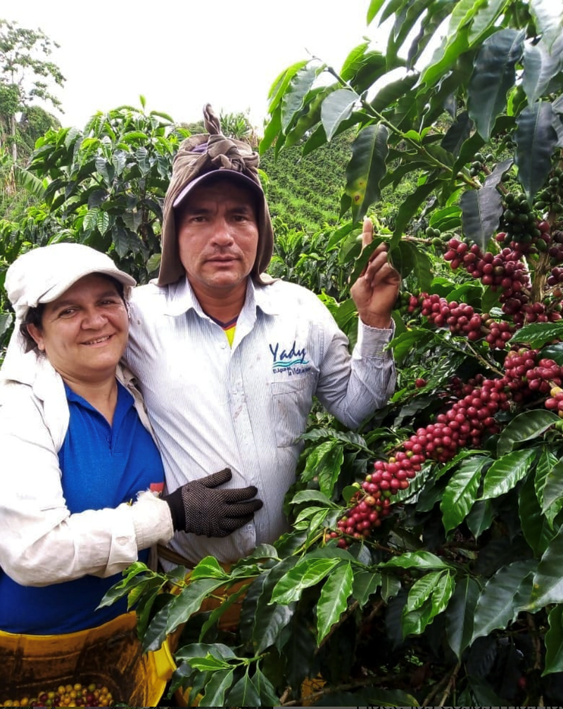 COLOMBIA ORGANIC HUILA TERRA CATURRA - 30365 - 69.1 kg GrainPro Bags - SPOT RCWHSE