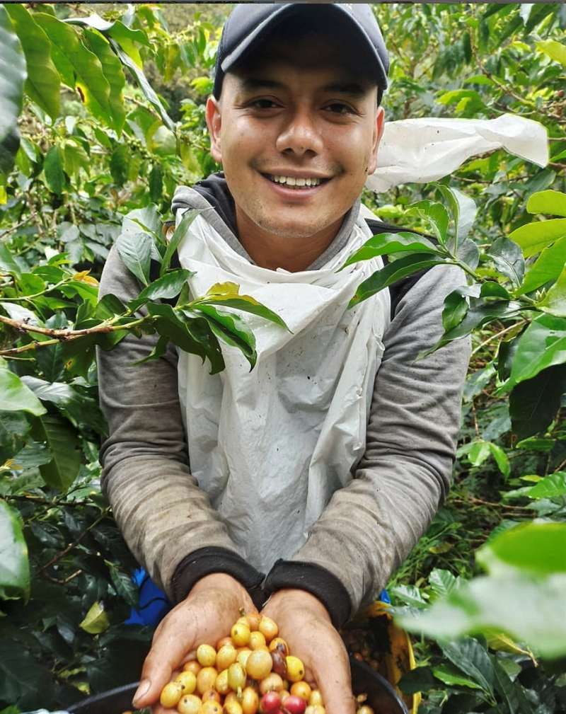 COLOMBIA ORGANIC HUILA TERRA CATURRA - 30365 - 69.1 kg GrainPro Bags - SPOT RCWHSE