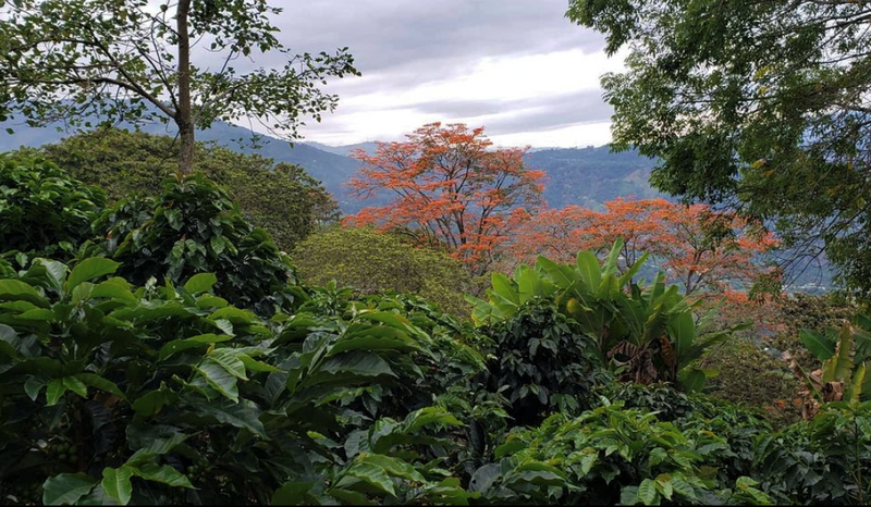 COLOMBIA ORGANIC HUILA TERRA CATURRA - 30365 - 69.1 kg GrainPro Bags - SPOT RCWHSE