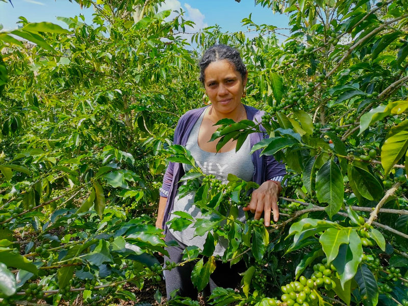 COLOMBIA ORGANIC HUILA TERRA ROSA WOMEN'S COFFEE - 33502-3 - 69.9 kg GrainPro Bags - SPOT SEAFORTH