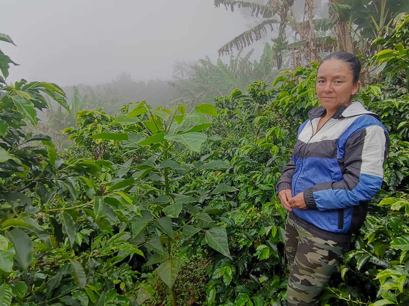 COLOMBIA ORGANIC HUILA TERRA ROSA WOMEN'S COFFEE - 33502-3 - 69.9 kg GrainPro Bags - SPOT SEAFORTH