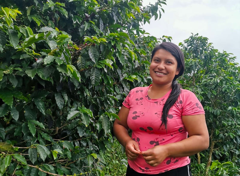 ROYAL GEM COLOMBIA ORGANIC HUILA TERRA ROSA WOMEN'S COFFEE - 33502-1 - SPOT RCWHSE