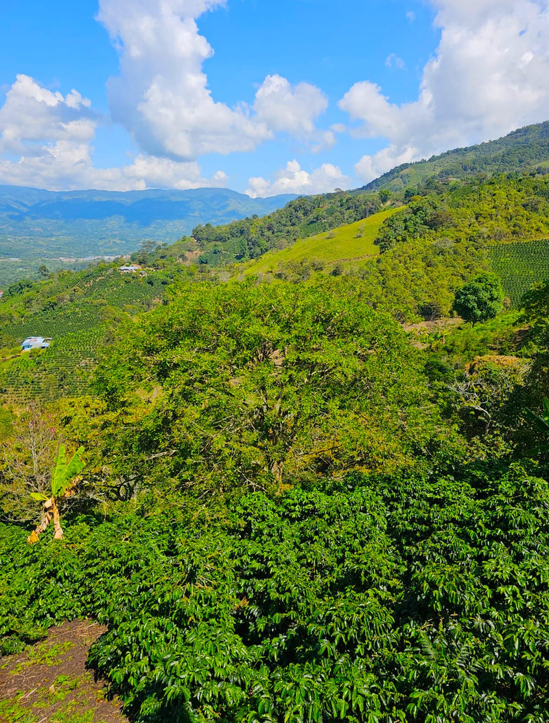 COLOMBIA ORGANIC HUILA TERRA VERDE - *50192* - 25083 - 70.0 kg GrainPro Bags - SPOT RCWHSE