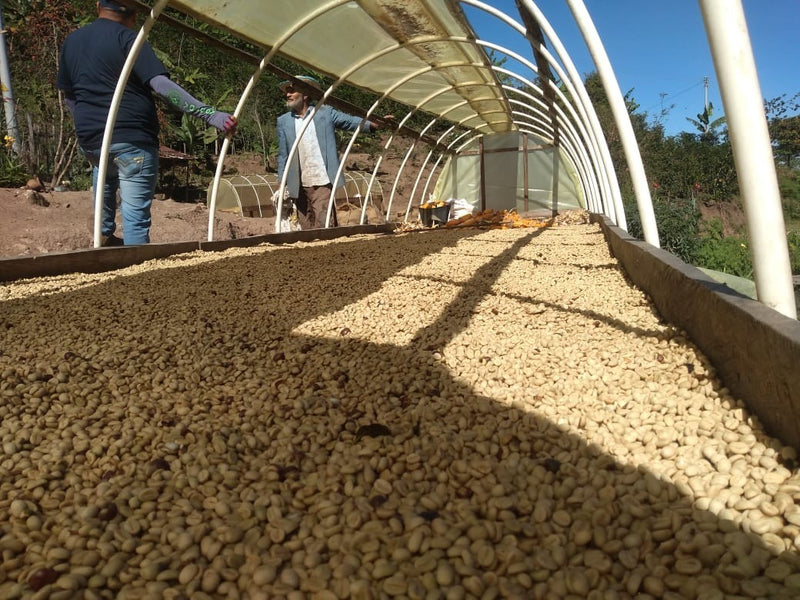 COLOMBIA ORGANIC MANAURE EL RUBI ESTATE - *50313* - 25888 - 70.0 kg GrainPro Bags - SPOT RCWHSE