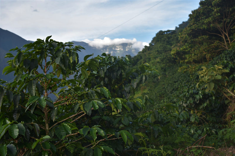 COLOMBIA ORGANIC MANAURE EL RUBI ESTATE - *50313* - 25888 - 70.0 kg GrainPro Bags - SPOT RCWHSE