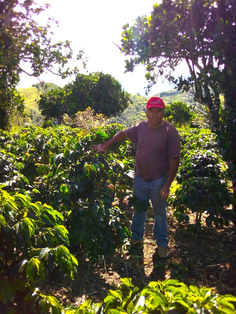 COLOMBIA ORGANIC NARINO APONTE  - 32418 - 70.2 kg GrainPro Bags - SPOT RCWHSE